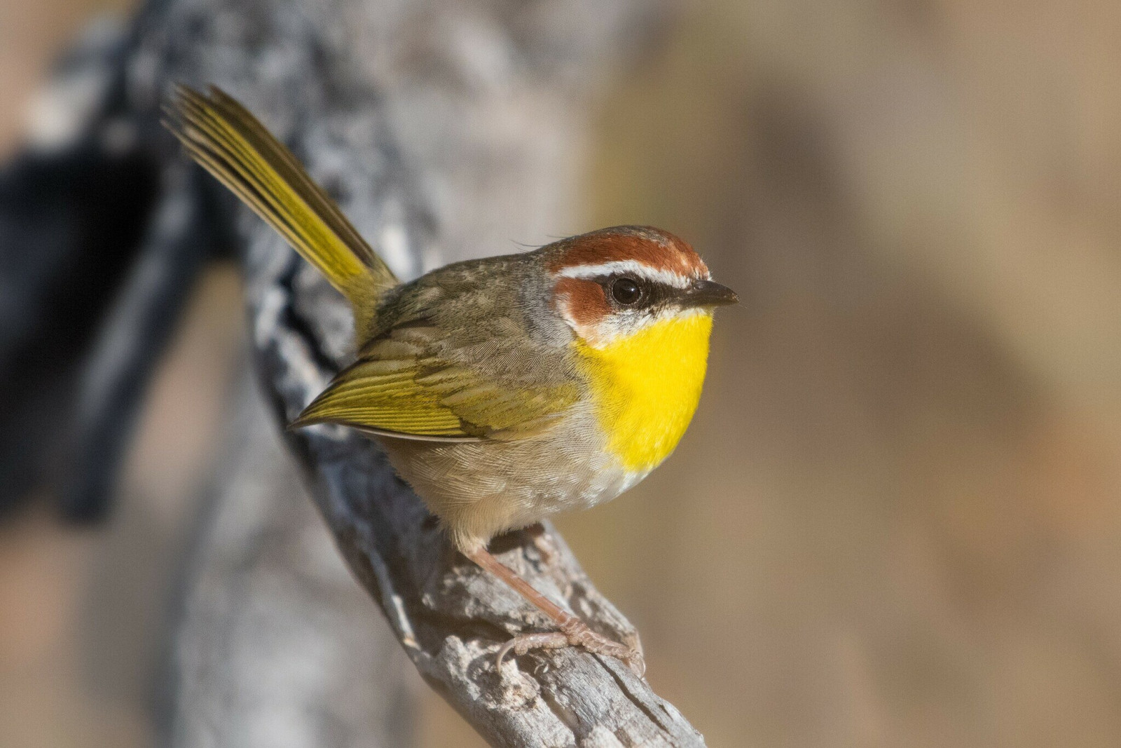 image Rufous-capped Warbler
